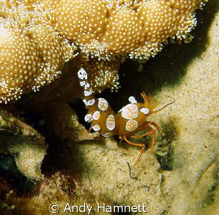 Hollowback Shrimp by Andy Hamnett 