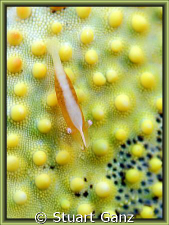 Pin Cushion Shrimp, taken with 60mm macro F5 1/60s IOS200. by Stuart Ganz 