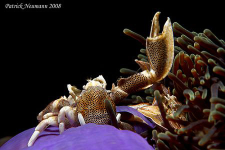 Whats up Crab!
FULL FRAME - taken with Canon 400D + 60mm... by Patrick Neumann 