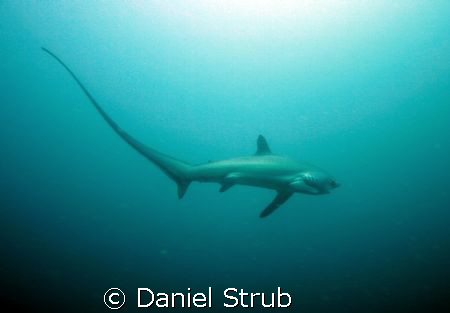 Alopias Vulpinus or pelagicus at Monad shoal, Malapascua ... by Daniel Strub 