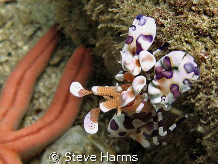 Harlequin Clown Shrimp from Playa Coco, Costa Rica.  Take... by Steve Harms 