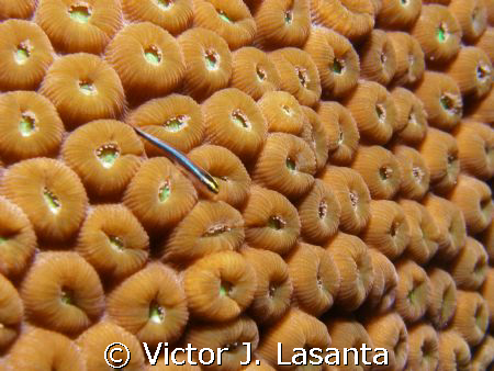 baby cleaning goby in a star coral in black wall dive sit... by Victor J. Lasanta 