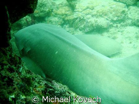 Nurse Shark in reef at mooring buoys off Anglin Pier in L... by Michael Kovach 