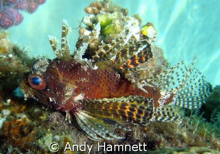 Pygmy Lionfish, I think.  by Andy Hamnett 