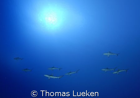 shark alley - Sipadan  by Thomas Lueken 