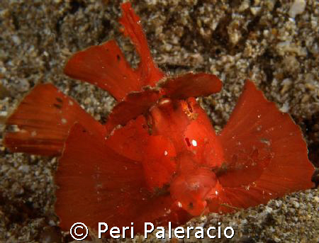 Lady in Red by Peri Paleracio 