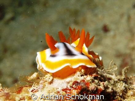 Taken at Mabul Lobster Wall - Olympus E-330 + 50mm Macro ... by Adrian Schokman 