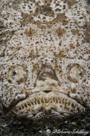 Hiding in the Muck. Found this Stargazer looking at us at... by Barbara Schilling 
