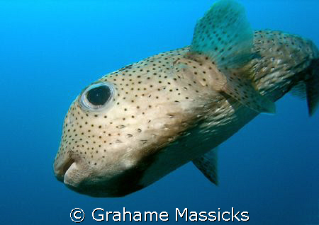 Taken at Fan Canyon, Tioman Island, Malaysia on my Olympu... by Grahame Massicks 