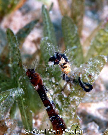 Two hairy pygmy pipehorse taken at Ras Mohamed with Olymp... by Anel Van Veelen 