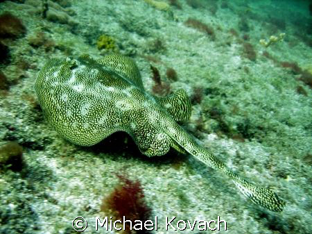 Yellow Sandray near the mooring buoys off the Anglin Pier... by Michael Kovach 