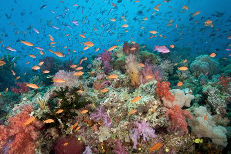 Reef Top by Andy Lerner 