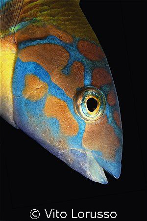 Fishs - Thalassoma pavo (female) by Vito Lorusso 