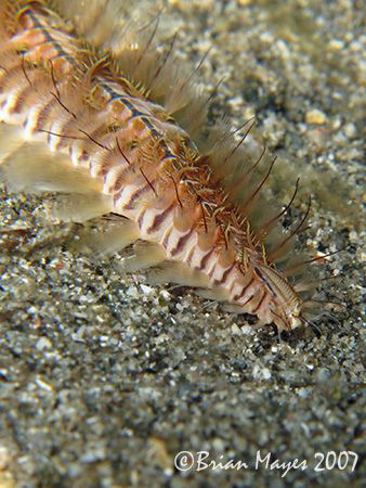 Close up of Scalloped Fireworm (Chloeia sp.). <><><><>Can... by Brian Mayes 