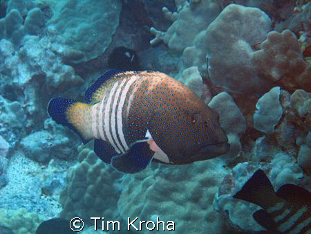 Peacock Grouper (Kona, Hawai'i) by Tim Kroha 