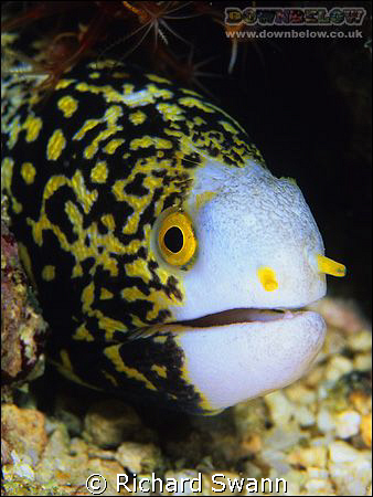 Clouded Moray Eel, Sabah Borneo, Nikon F90x, F16, Velvia ... by Richard Swann 