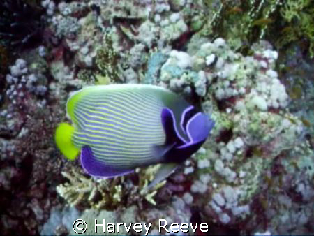 Emperor Angelfish by Harvey Reeve 