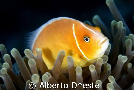clown fish spleping by Alberto D*este 