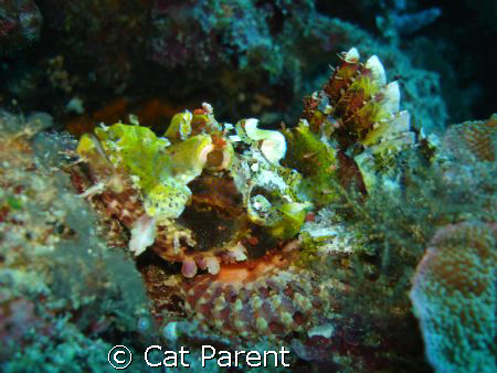 scorpion fish by Cat Parent 