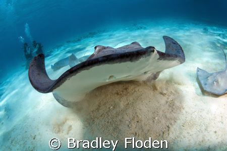 Ray During Lift Off :  
Taken with Canon 5D in Subal Hou... by Bradley Floden 