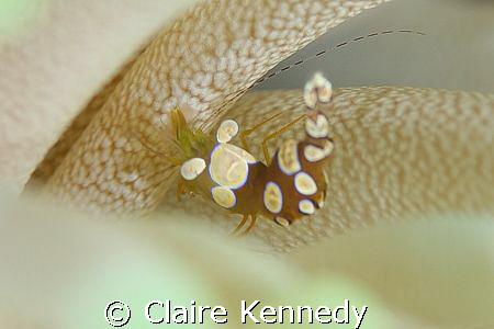 If you can catch one standing/sitting still, they are fun... by Claire Kennedy 