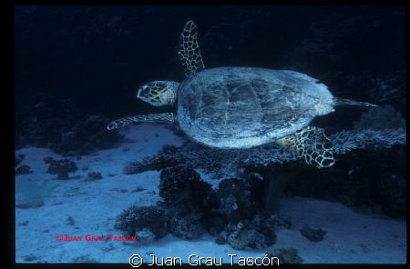 TORTUE by Juan Grau Tascón 