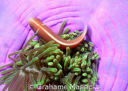 These pink clown fish are very shy around Tioman Island, ... by Grahame Massicks 