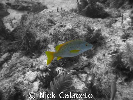 Key Largo, Fl  by Nick Calaceto 