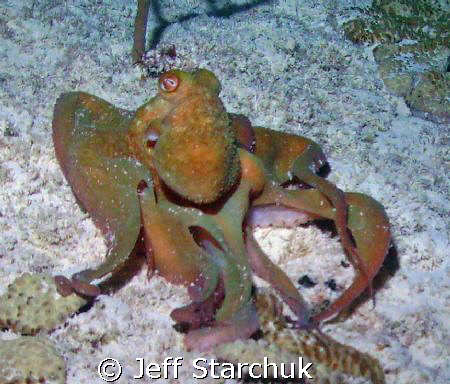 Night dive. This fellow wasnt about to be my friend. by Jeff Starchuk 