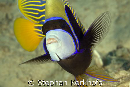 Emperor Angelfish (Pomacanthus imperator) taken in middle... by Stephan Kerkhofs 