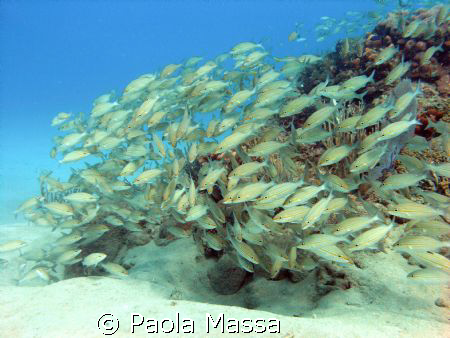group of snapper
Olympus 8080 wide angle, natural light  by Paola Massa 