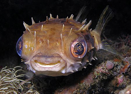 Porcupinefish, Lembeh by Doug Anderson 