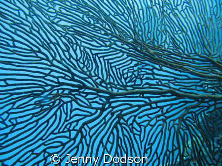 Close up of some fan coral by Jenny Dodson 