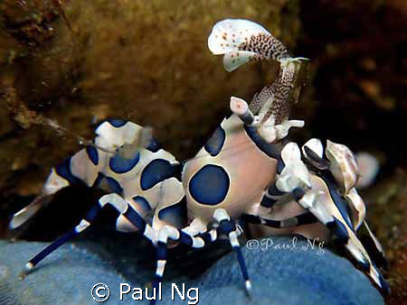 The"king" of the shrimp  by Paul Ng 