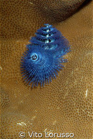 Worms - Spirobranchus giganteus by Vito Lorusso 