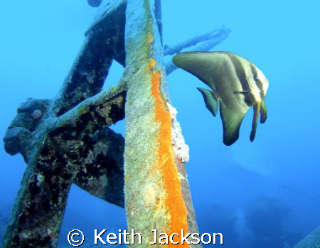 Bat fish on the Thistlegorm by Keith Jackson 