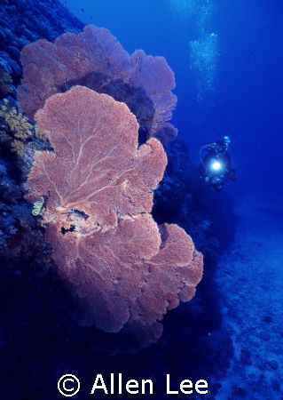 Sea fan.Nikons V 15mm,f8,1/60.RVP100,YS-350. by Allen Lee 