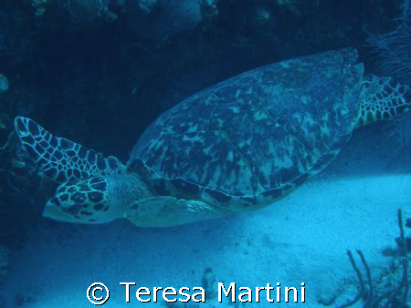 Swimming turtle by Teresa Martini 