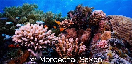 Protected Reef, Eilat, Israel. by Mordechai Saxon 