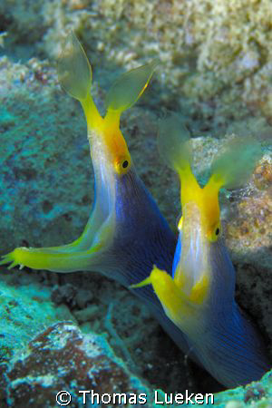 double whopper in Mabul - D200 by Thomas Lueken 