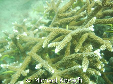 Elkhorn coral at the mooring buoys off the Anglin Pier at... by Michael Kovach 