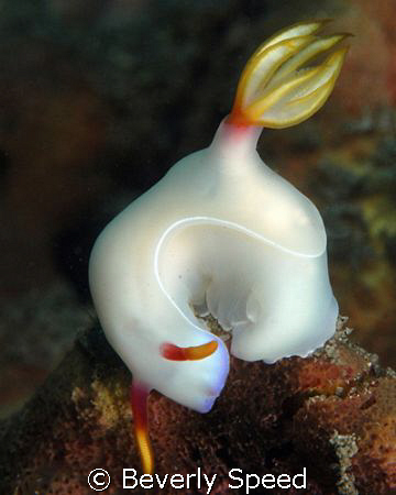 Hypselodoris bullockii by Beverly Speed 