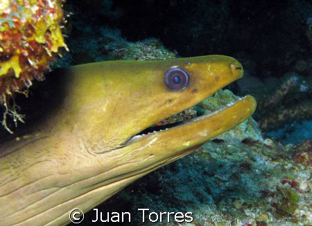 Green Moray in Parguera, Puerto Rico. by Juan Torres 