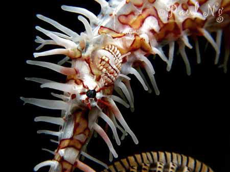 Harlequin Ghost Pipe Fish by Paul Ng 