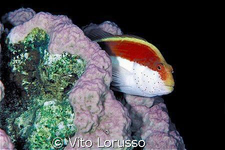 Falcon Fish by Vito Lorusso 