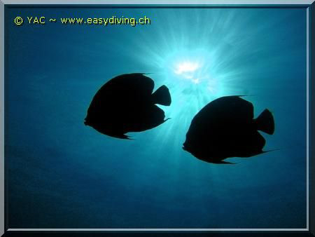 Angelfishes in the sun : I follow the fishes until they a... by Yannick Abel-Coindoz 