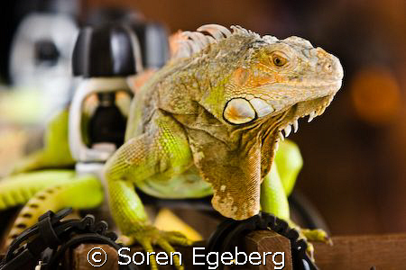 Say hi to our diveshop pet! by Soren Egeberg 