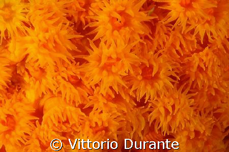 Astroides Calycularis by Vittorio Durante 