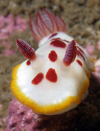 Chromodoris splendida, Bare Island by Doug Anderson 