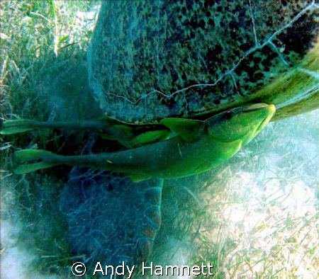 On a free ride. Remoras on "Morla" the turtle.  by Andy Hamnett 